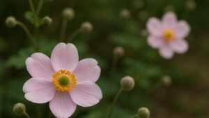 2025年9月28日(日)　秋明菊